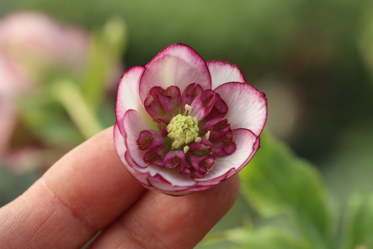 ohgi_nursery (@OhgiNursery) / Posts / X