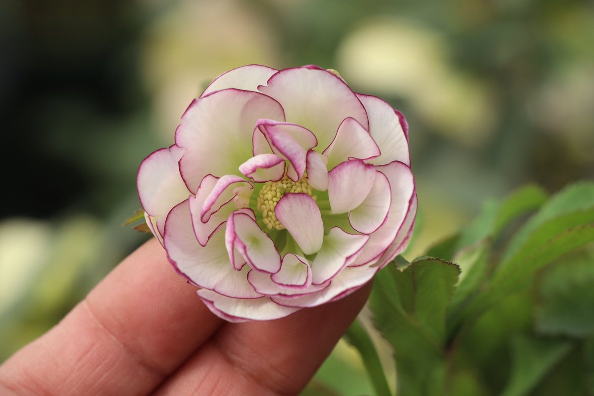 ohgi_nursery (@OhgiNursery) / Posts / X