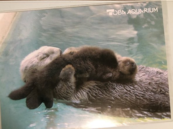 1日1ラ メイちゃんを抱くポテトさん。赤ラってありえんくらい毛だらけ