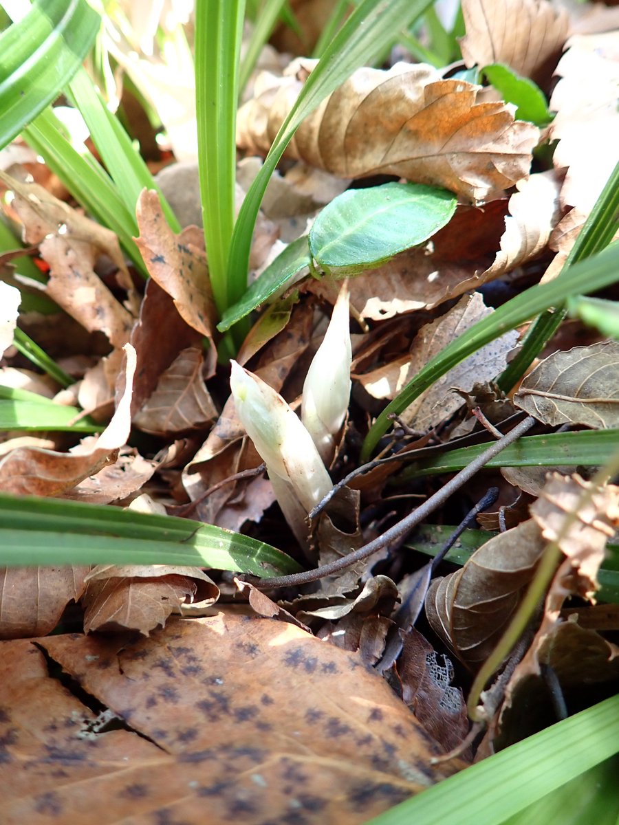 ロロ (@tricolororo) / Posts / X