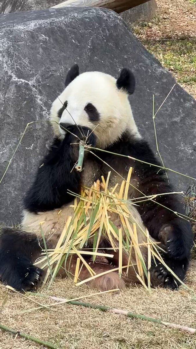 パンダ自身 pandajisin (@pandajisin) / Posts / X