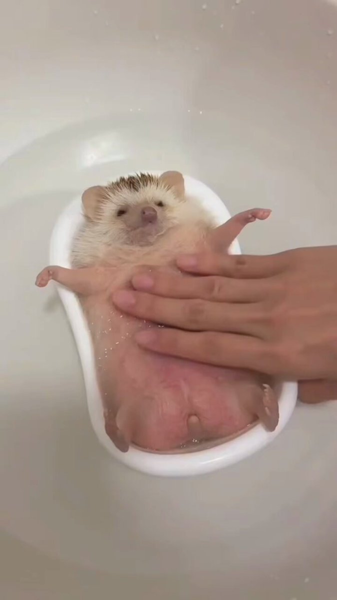 早くこれになりたい