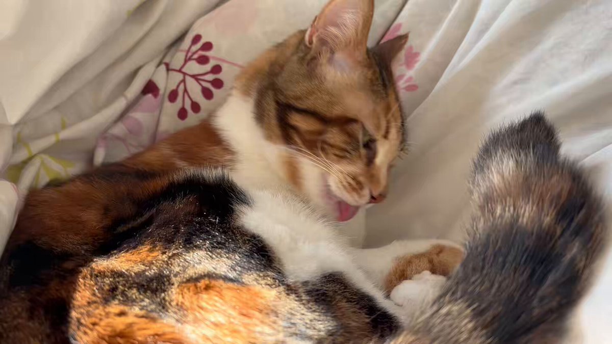 Post by ねむこ on X: 絡まれるねこ