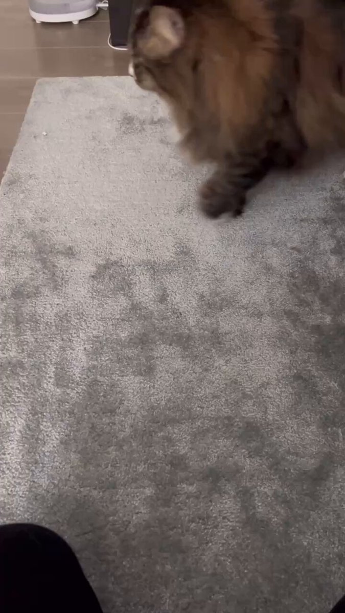 しんじさん (@Shinjisan_XD) / Posts / X