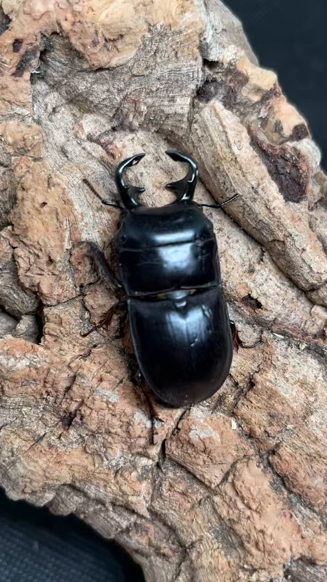 オベススオオコツノクワガタ Lissapterus obesus Australia Queensland