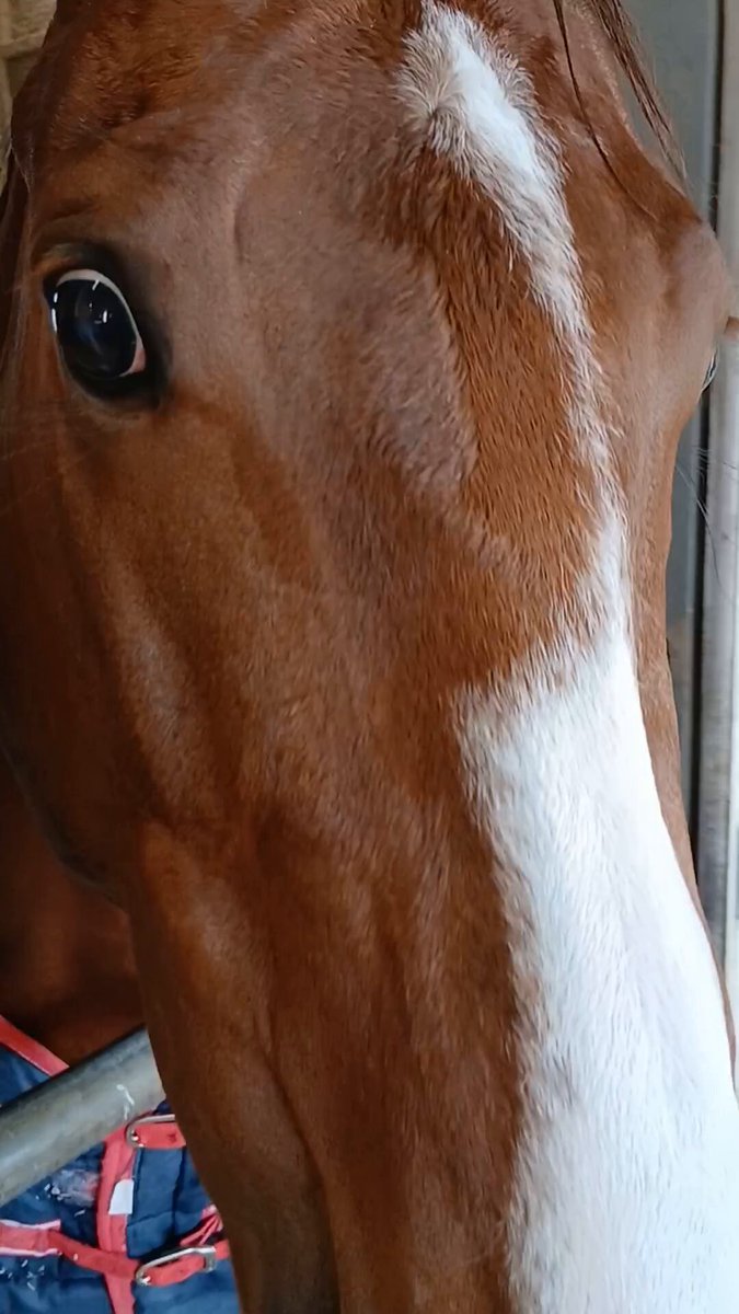 シトリン (@PKjvz) / Posts / X