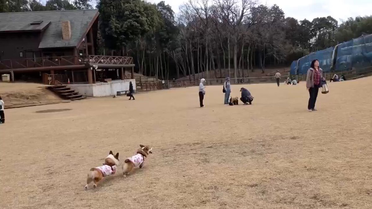 たっのしそー！ 広いね💨 #犬たちの森 #コーギーのいる暮らし