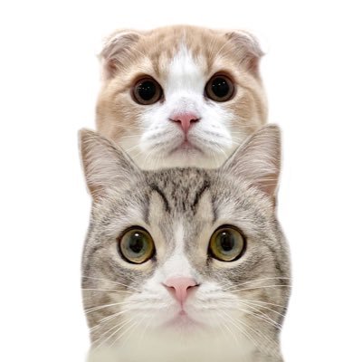 もちまる＆はなまる (@catmotimaru) / Posts / X