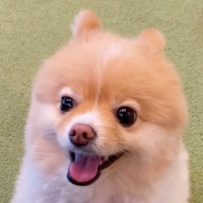 ポメラニアンこまめ (@gfPaOgtThRvy6QP) / Posts / X