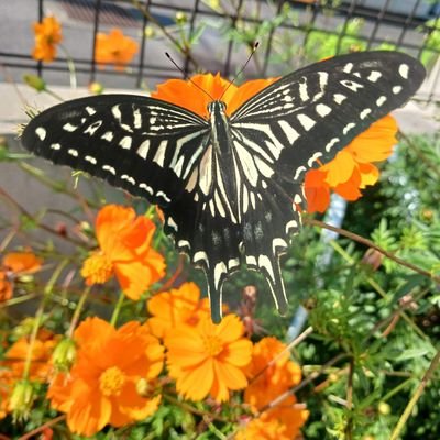 アーロン・ローザンドでヴァイオリン名曲集聴いています😆 先日