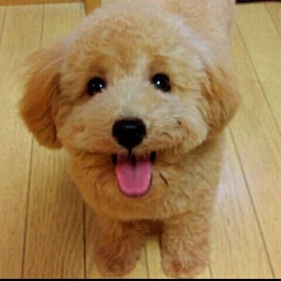 デコピン (@dekopin591) / Posts / X