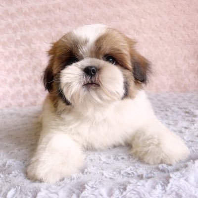 イルはシーズー (@Iru_Shih_Tzu) / Posts / X