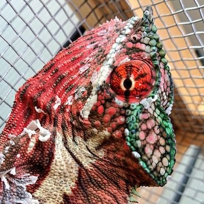 ももれおん😺 (@momoleon2357) / Posts / X