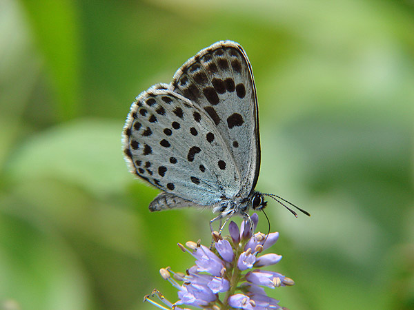 ま*る様 【国産蝶標本】タカネヒカゲ/富山県-新潟県.雪倉岳産/45mm ま