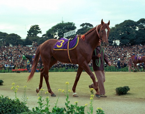 名馬 テンポイント : Turfに魅せられて（写真紀行）