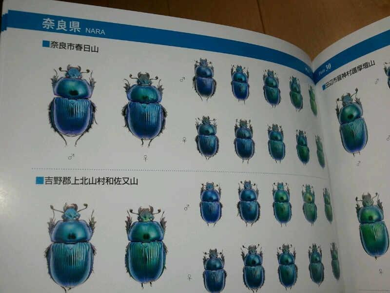 日本のオオセンチコガネ」 : 些昆虫記