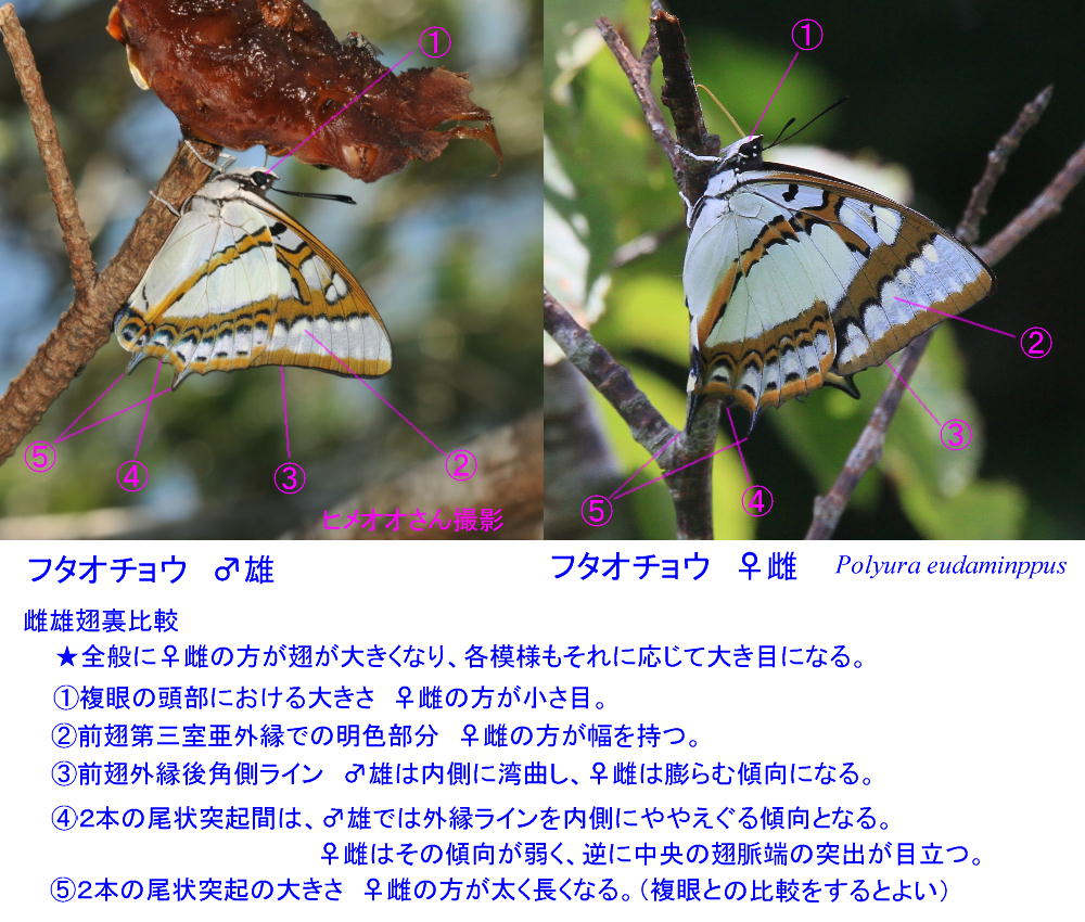 フタオチョウ 国内産タテハチョウの帝王。 2014.6.20-21沖縄01 (雌雄