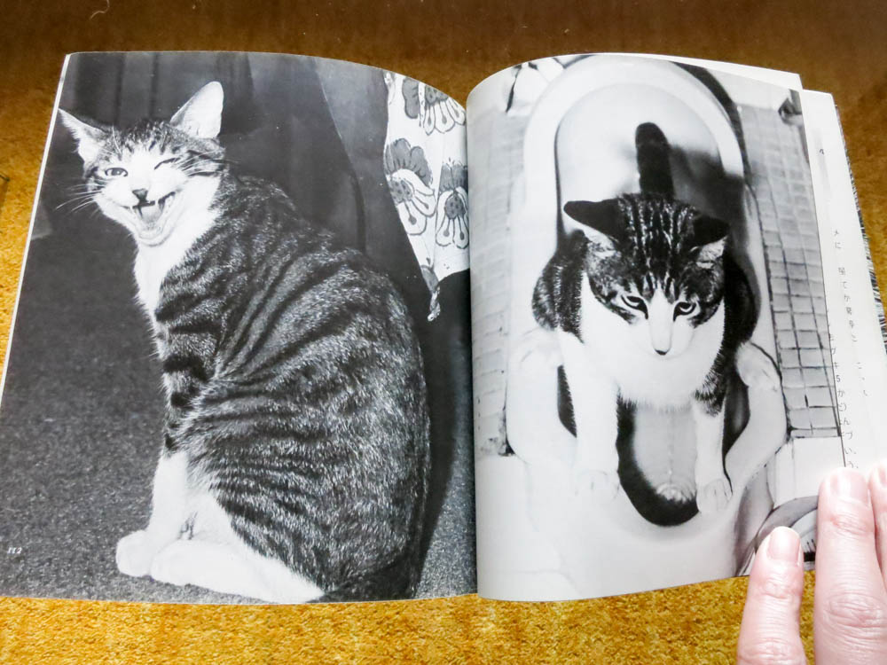 深瀬昌久 Masahisa Fukase 「サスケ!! いとしき猫よ Sasuke!! Dear my