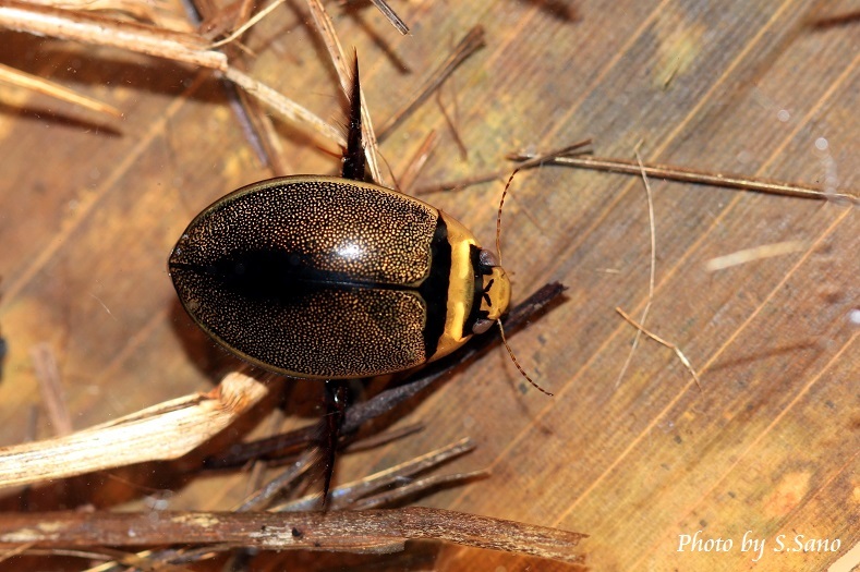 エゾマルガタゲンゴロウ : 海を歩くゲンゴロウ