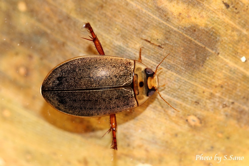 エゾヒメゲンゴロウ : 海を歩くゲンゴロウ