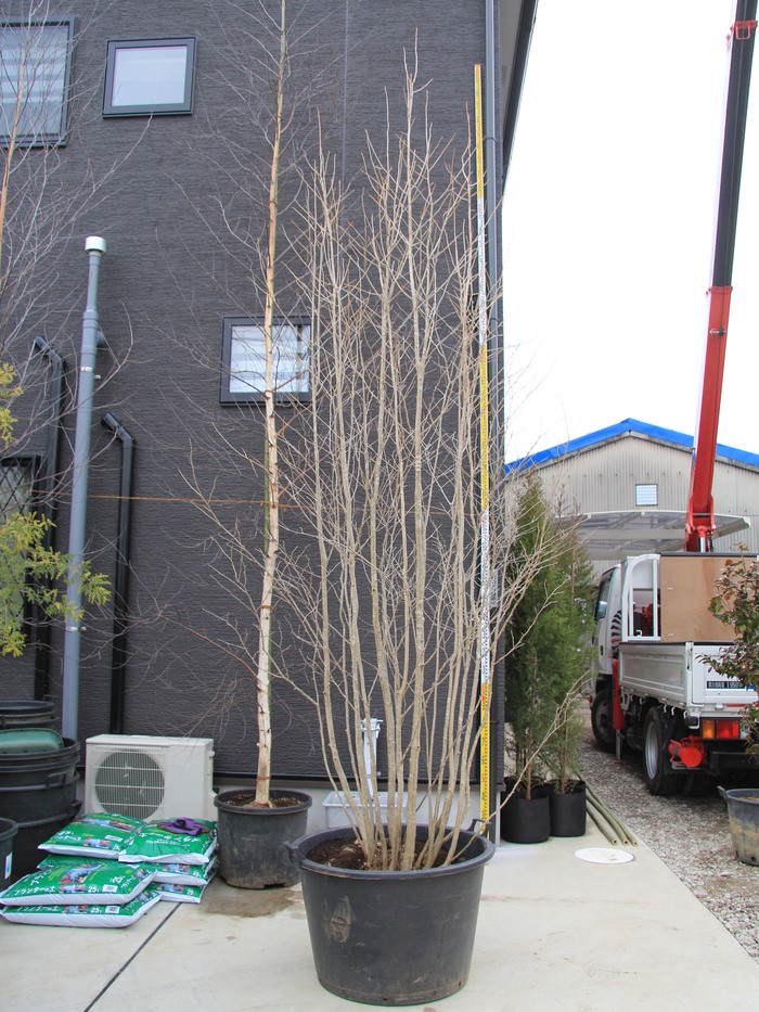 アオハダ 山採り 本株立ち 青膚 青肌 希少 貴重 販売 画像 写真 価格