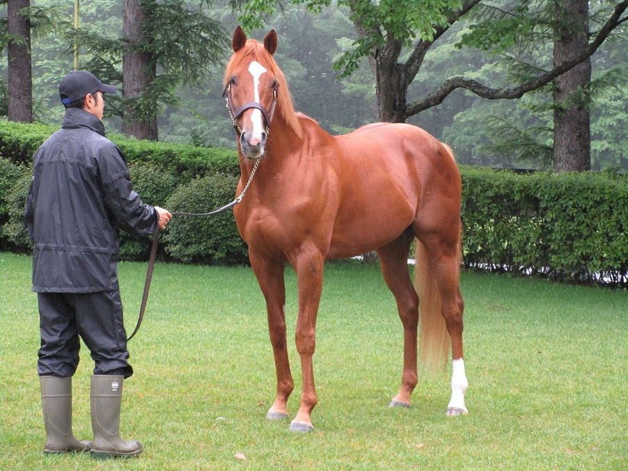 オルフェーヴル（北海道 ①） : Day by day