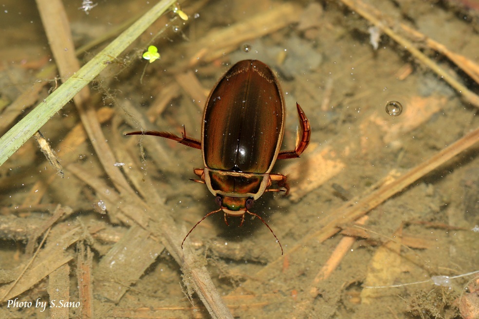 ゲンゴロウモドキ : 海を歩くゲンゴロウ