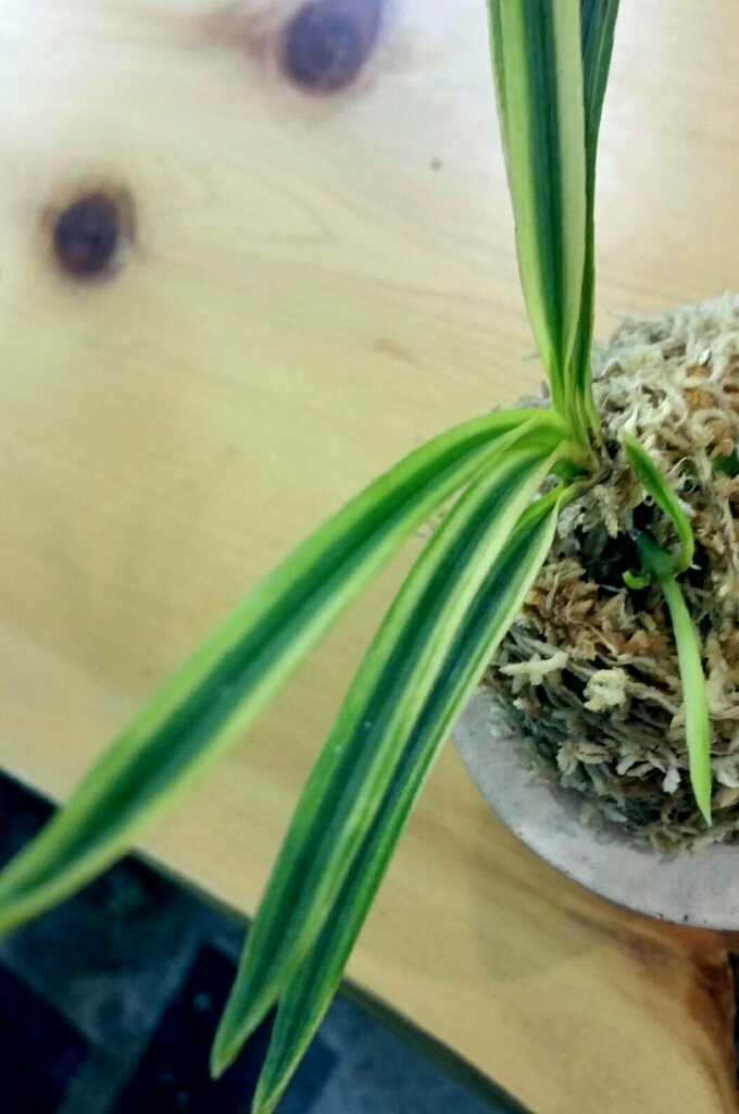 湖東錦 : □ サムライ オーキッド □ 富貴蘭 セレクトショップ MAIL