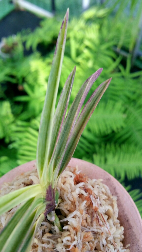 至楽 : □ サムライ オーキッド □ 富貴蘭 セレクトショップ MAIL