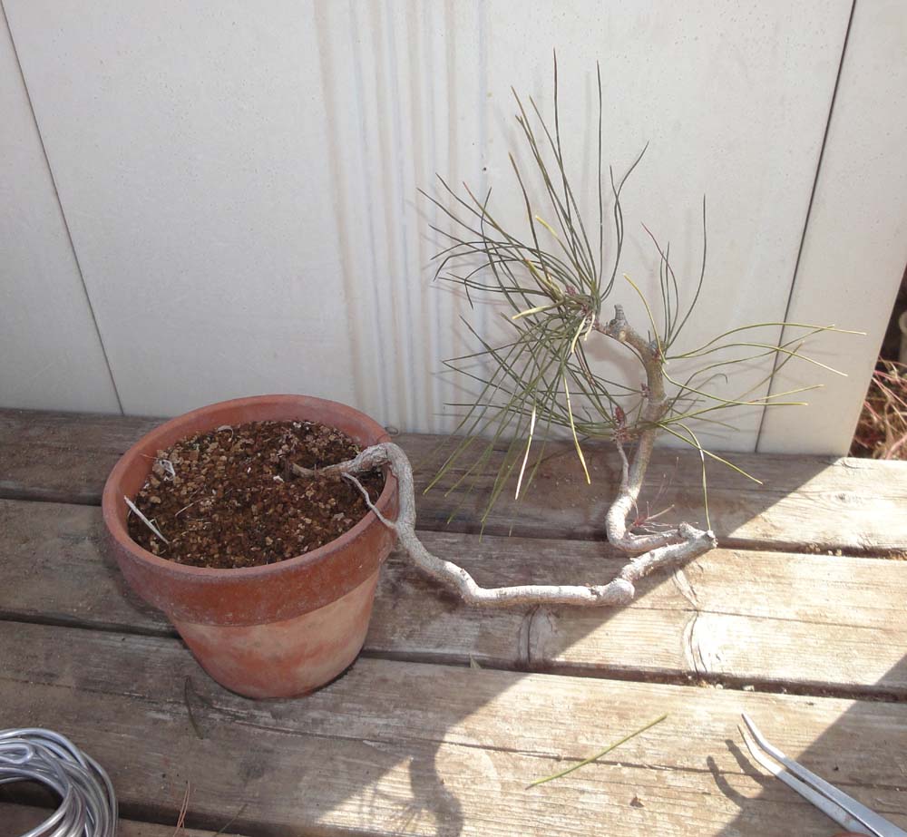 赤松根上がり : 風流盆栽