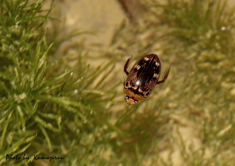 リュウキュウオオイチモンジシマゲンゴロウ 15匹（西表10、石垣5