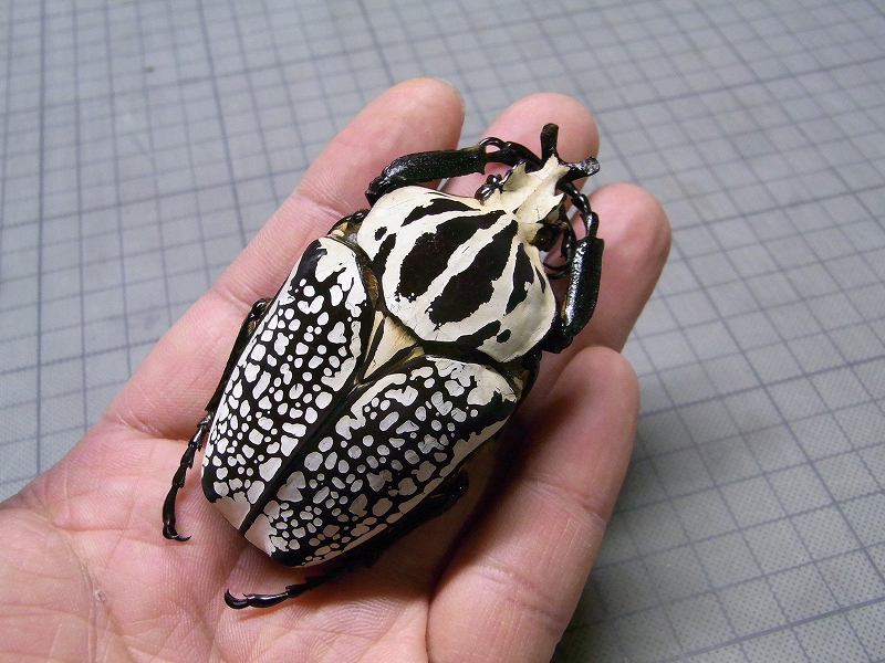Goliathus orientalis : 虫央堂Ⅱ