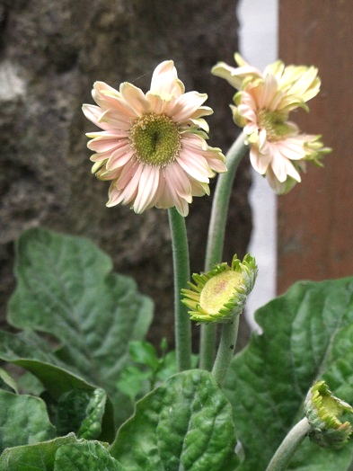 ガーベラの絵画（油絵） : 油絵画家、永月水人のArt Life