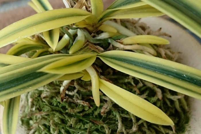 黄玉殿 : □ サムライ オーキッド □ 富貴蘭 セレクトショップ MAIL