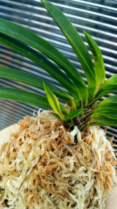 亀谷金牡丹 : □ サムライ オーキッド □ 富貴蘭 セレクトショップ