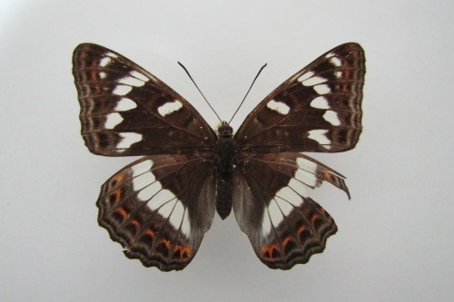 古き良き思い出と美しい女帝 オオイチモンジ♀ 八ヶ岳産 過剰紋型 : 私