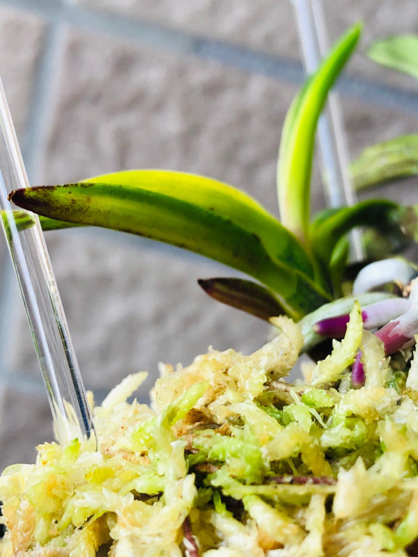 金牡丹黄縞付き黒牡丹No.1 : □ サムライ オーキッド □ 富貴蘭