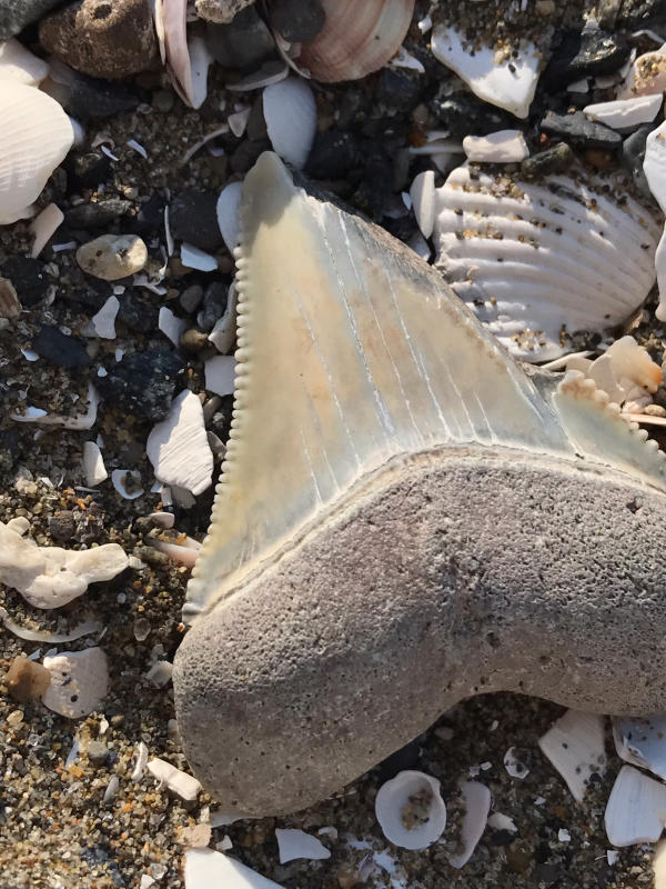 サメの歯 海岸で拾った 貝類や石灰質の付着物があります サメの歯 海岸