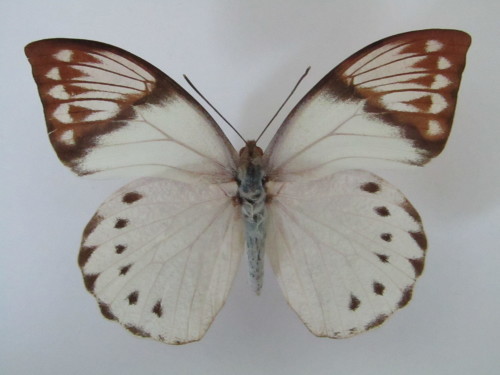 F2でも天狗蝶 ツマベニチョウ♀ 白化型 : 私の天狗蝶