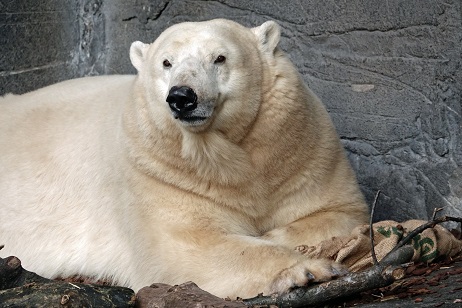デンマーク・コペンハーゲン動物園でホッキョクグマの赤ちゃん誕生
