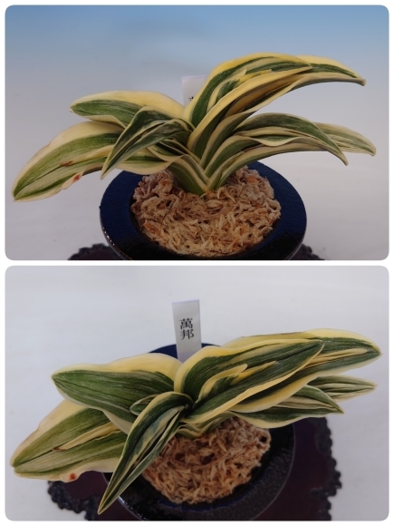 世界らん展2024に持参する万年青 : 蘭万園日記