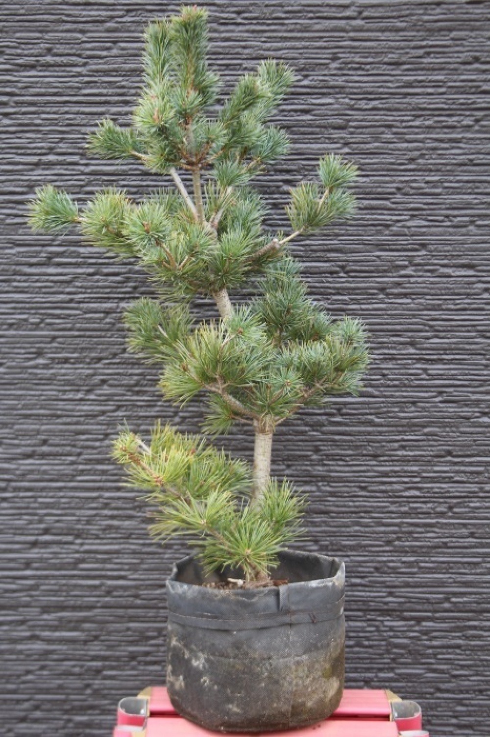 銀八房五葉松 ギンヤツフサゴヨウマツ #五葉松 苗木 販売 画像 写真