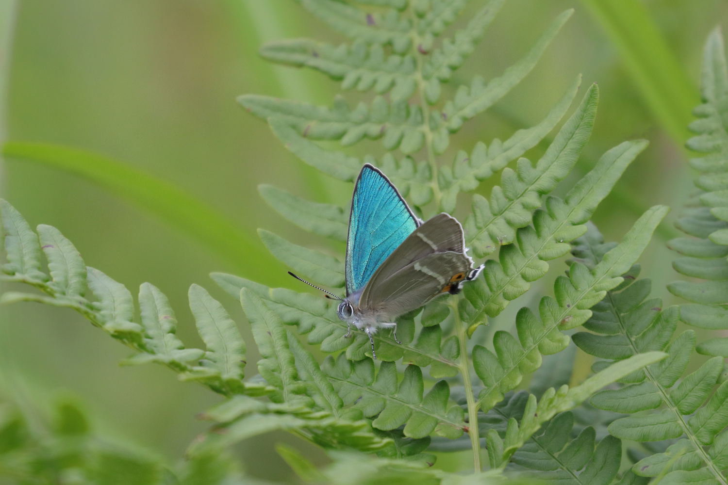 ハヤシミドリシジミ 2024 : Lycaenidaeの蝶鳥撮影日記