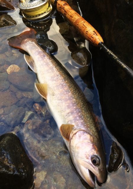 フライフィッシング情報byクレオール －1