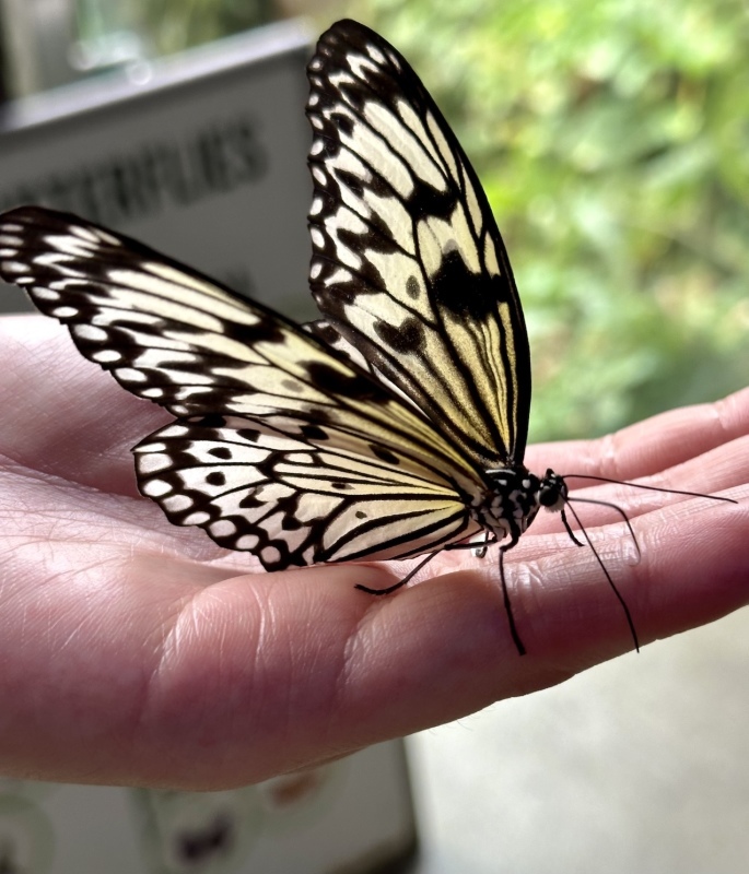 蝶の世界』オタゴ博物館／ The World Of Butterflies @ Otago Museum
