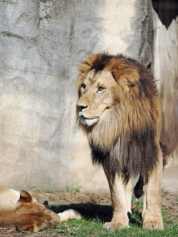 約1か月前のライオンのサンとなお : 動物園放浪記