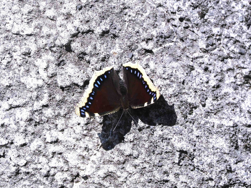 キベリタテハ（2025年8月上旬） : クーのいきもの散策Ⅱ