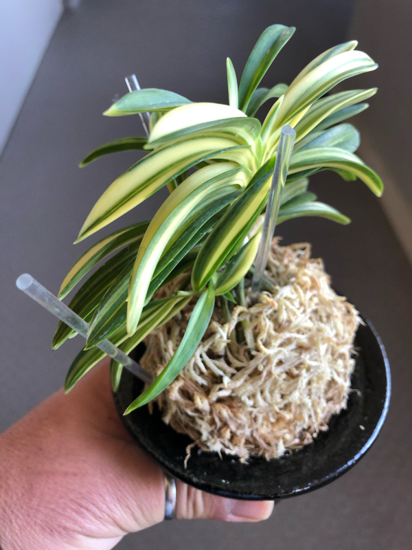 不老白 : □ サムライ オーキッド □ 富貴蘭 セレクトショップ MAIL