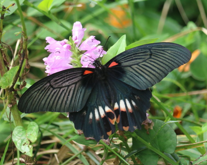 ナガサキアゲハ雌白化 2020/10/01 : 蝶散歩