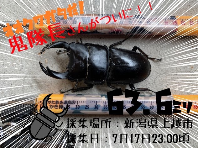 新潟県のオオクワガタ採集！鬼隊長さん、ジェントルさんの2020年自慢の
